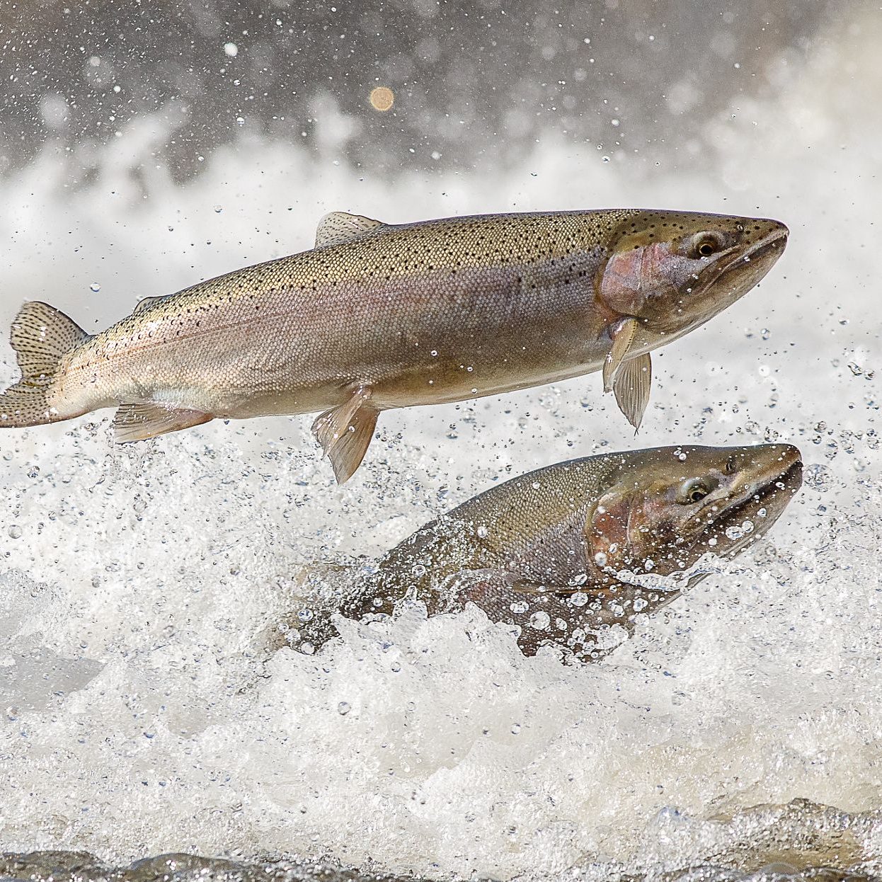 fishhabitatrestoration